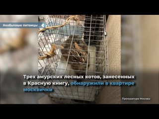 three amur forest cats listed in the red book were found in the apartment of a muscovite